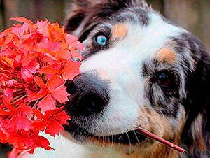 Mascotas y Flores